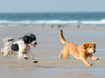 aviasales-op-ed-loyalty