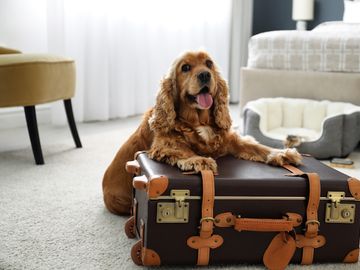 HotelPlanner acquires platform for finding pet-friendly accommodations
