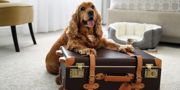 HotelPlanner acquires platform for finding pet-friendly accommodations